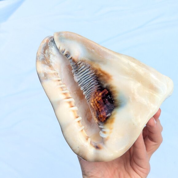 Large natural Horned King Helmet Conch Shell aquarium nautical bathroom decor - Picture 7 of 9